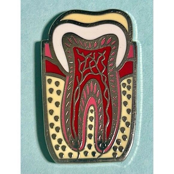 Tooth Anatomy Pin Dental Decorative Tooth Large Size Double Post Back Pin - Picture 1 of 2